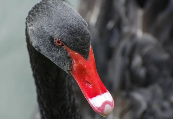 Een Sierlijke Zwarte Zwaan Zweeft Een Meer Met Modderig Water — Stockfoto