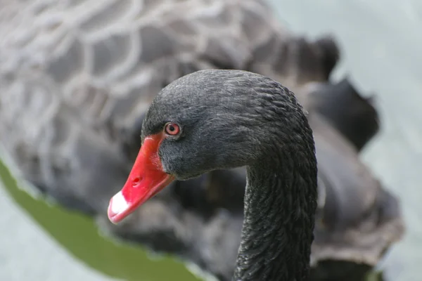 Cisne Preto Gracioso Flutua Lago Com Água Enlameada Pássaro Brilhante — Fotografia de Stock