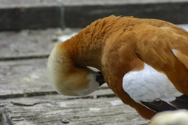 Bruin Eend Verdieping Van Planken Rivier Een Oranje Mooie Eend — Stockfoto