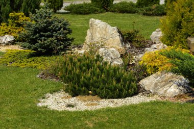 Dekoratif taş zemin ve yeşil dekoratif bush, son ve yeşil çim geniş yürüyüş yolları. Küçük bir bahçe tasarım anlayışı ile.