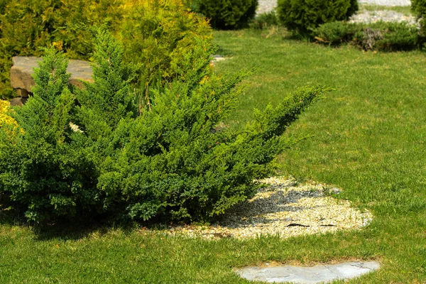 Decorative stones on the ground and green decorative bush, spacious walkways at the end and green grass. A small garden with a sense of design.