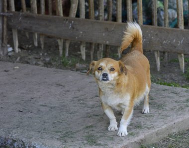 Küçük yavru ısırmaya ve birbirleri ile yeşil çim arka plan karşı oynamak. Güzel beyaz renk, siyah burun ve kahverengi kulaklar. Grup neşeli köpekler.