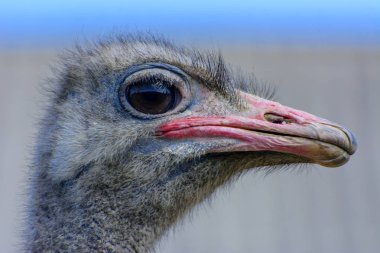 Arka plan bulanık bir devekuşu yakın çekim Başkanı. Kırmızı gaga, sürpriz büyük gözleri ve tousled kıllar. Sığ derinlik-in tarla.