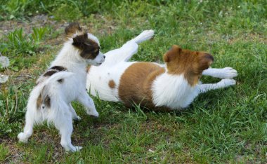 Küçük yavru ısırmaya ve birbirleri ile yeşil çim arka plan karşı oynamak. Güzel beyaz renk, siyah burun ve kahverengi kulaklar. Grup neşeli köpekler.