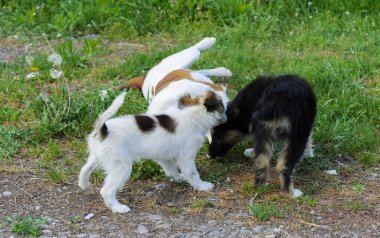 Küçük yavru ısırmaya ve birbirleri ile yeşil çim arka plan karşı oynamak. Güzel beyaz renk, siyah burun ve kahverengi kulaklar. Grup neşeli köpekler.