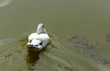 Beyaz, kırmızı gagası ile iyi beslenmiş yerli kaz incelikle gölde yüzmek.