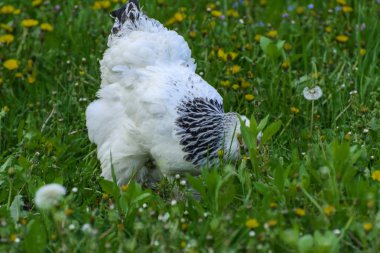 Bir arco kırmızı tarak üstünde onun baş ve siyah ve beyaz renk bir sulu yeşil çim arka plan üzerinde otlatma ile çok büyük bir Brahma tavuk.