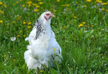 Bir arco kırmızı tarak üstünde onun baş ve siyah ve beyaz renk bir sulu yeşil çim arka plan üzerinde otlatma ile çok büyük bir Brahma tavuk.