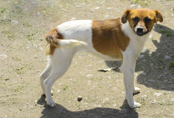 Little puppies bite and play with each other against the background of green grass. Beautiful white color, black nose and brown ears. Group of cheerful dogs.