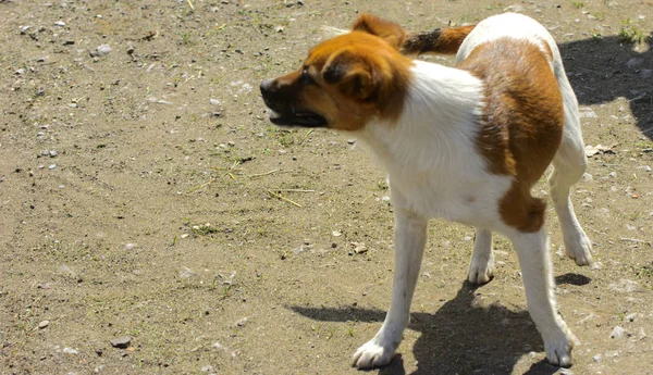 Little puppies bite and play with each other against the background of green grass. Beautiful white color, black nose and brown ears. Group of cheerful dogs.