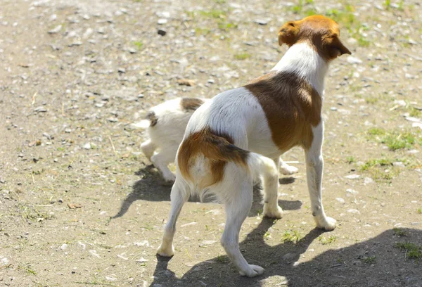 Little puppies bite and play with each other against the background of green grass. Beautiful white color, black nose and brown ears. Group of cheerful dogs.