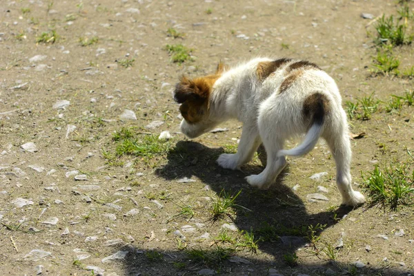 Küçük yavru ısırmaya ve birbirleri ile yeşil çim arka plan karşı oynamak. Güzel beyaz renk, siyah burun ve kahverengi kulaklar. Grup neşeli köpekler.