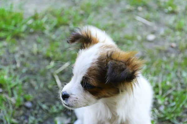 緑の芝生を背景に小さな子犬のクローズ アップの肖像画 美しい白い色 黒い鼻 茶色の耳 — ストック写真