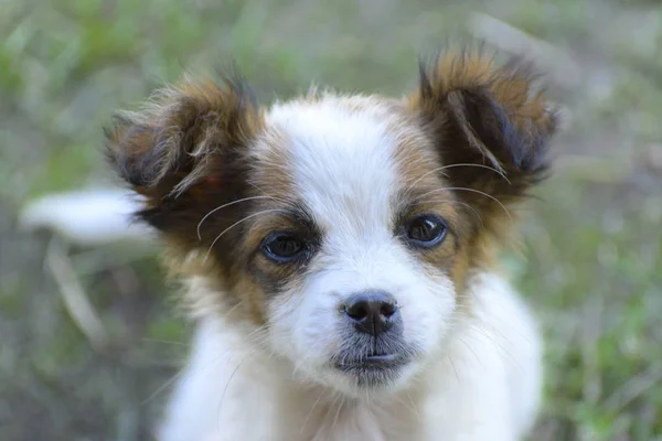 Portrait Petit Chiot Gros Plan Sur Fond Herbe Verte Belle — Photo