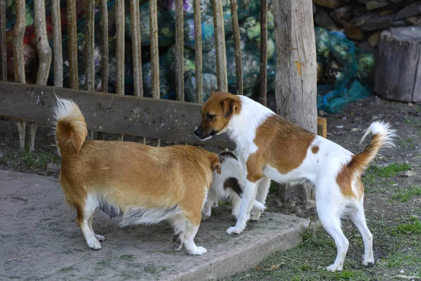 Pequeños Cachorros Muerden Juegan Entre Contra Fondo Hierba Verde Hermoso — Foto de Stock