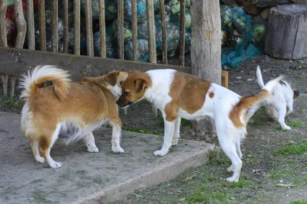 Pequeños Cachorros Muerden Juegan Entre Contra Fondo Hierba Verde Hermoso — Foto de Stock
