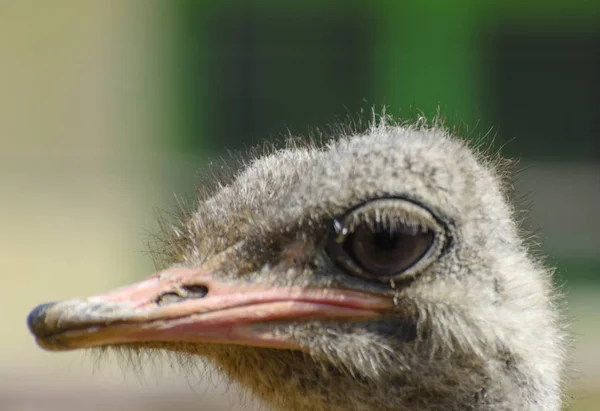 Head Ostrich Close Blurred Background Red Beak Surprised Big Eyes — Stock Photo, Image