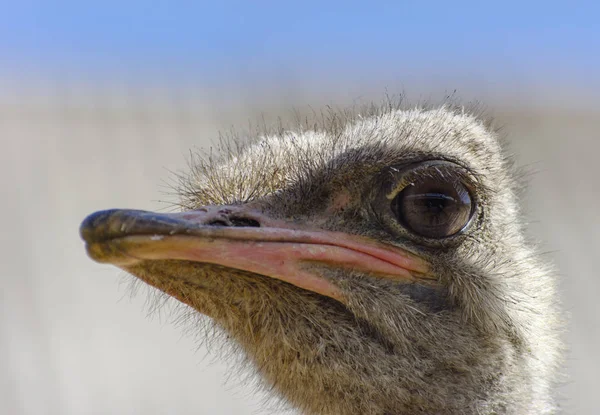 Head Ostrich Close Blurred Background Red Beak Surprised Big Eyes — Stock Photo, Image