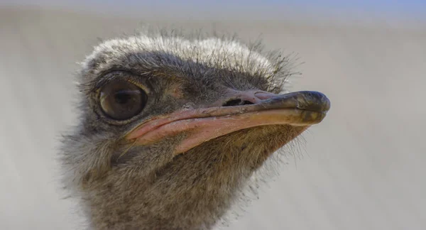 Head Ostrich Close Blurred Background Red Beak Surprised Big Eyes — Stock Photo, Image