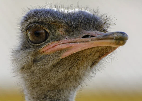 Head Ostrich Close Blurred Background Red Beak Surprised Big Eyes — Stock Photo, Image