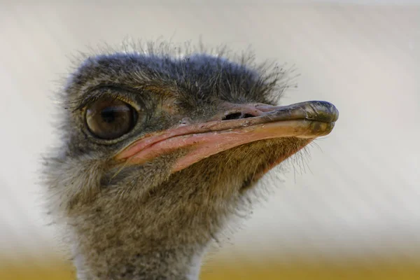 Head Ostrich Close Blurred Background Red Beak Surprised Big Eyes — Stock Photo, Image