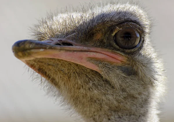 Head Ostrich Close Blurred Background Red Beak Surprised Big Eyes — Stock Photo, Image