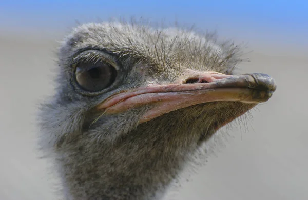 Head Ostrich Close Blurred Background Red Beak Surprised Big Eyes — Stock Photo, Image