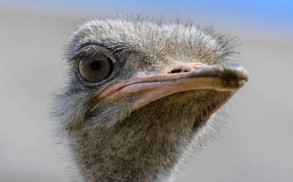 Het Hoofd Van Een Close Van Struisvogel Een Onscherpe Achtergrond — Stockfoto