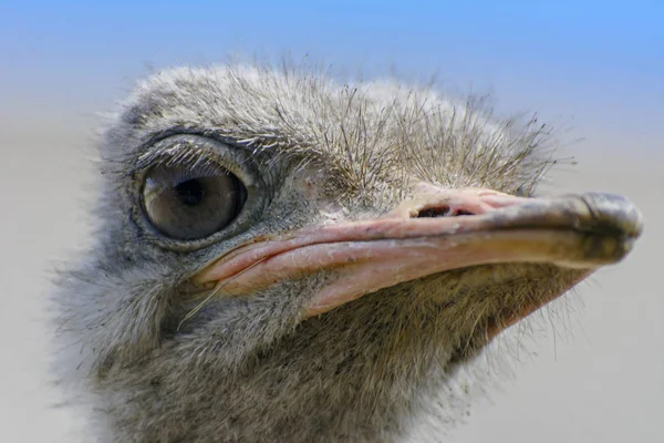 Head Ostrich Close Blurred Background Red Beak Surprised Big Eyes — Stock Photo, Image