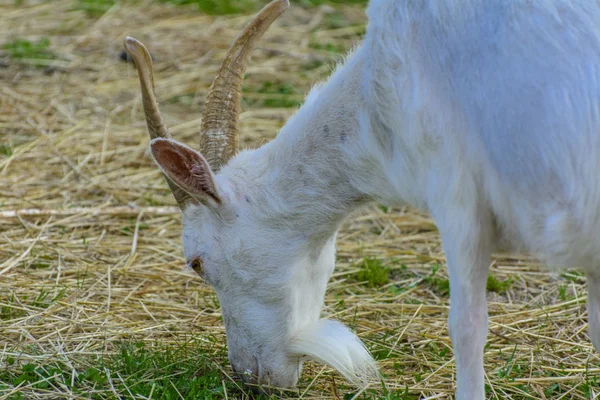 White Goat Long Horns White Gray Beard Close Grazes Background — Stock Photo, Image