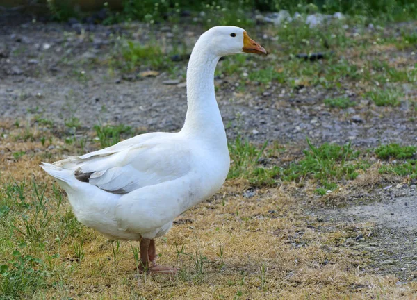 Een Grote Zelfgemaakte Witte Gans Schaafwonden Een Achtergrond Van Groen — Stockfoto