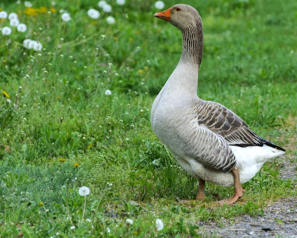 Stor Hjemmelaget Grå Gås Gresser Bakgrunn Grønt Gress Med Gule – stockfoto