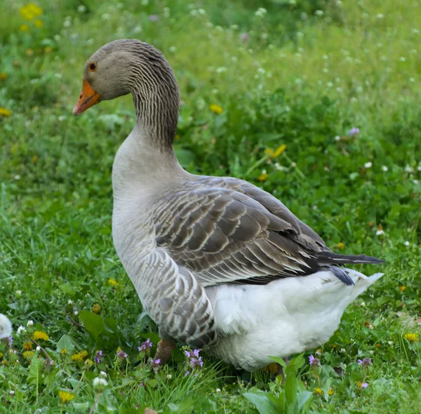 Stor Hjemmelaget Grå Gås Gresser Bakgrunn Grønt Gress Med Gule – stockfoto