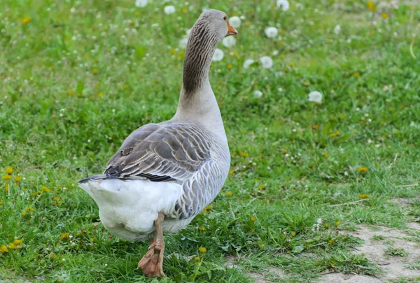 Arka plan sarı dandelions yeşil çim üzerinde büyük bir ev yapımı Gri kaz grazes.