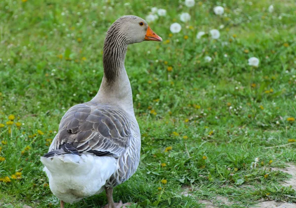 Stor Hjemmelaget Grå Gås Gresser Bakgrunn Grønt Gress Med Gule – stockfoto