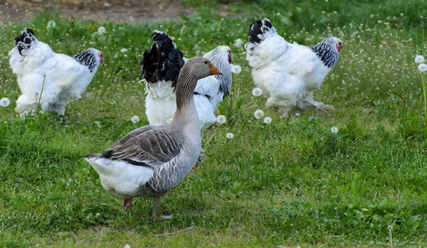 Pollo Brahma Molto Grande Con Pettine Rosso Arco Sulla Testa — Foto Stock