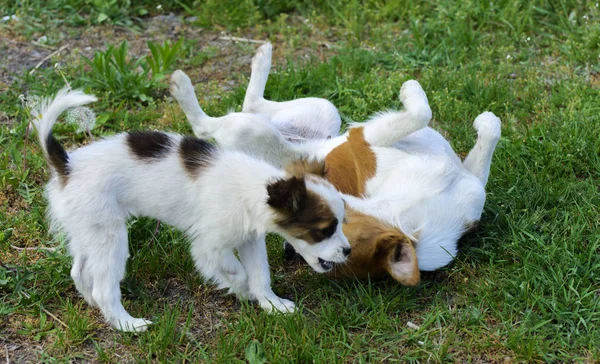 小狗狗在绿草的背景下互相咬和玩耍 美丽的白色 黑色的鼻子和棕色的耳朵 小组欢快的狗 — 图库照片