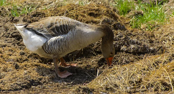 Stor Hjemmelaget Grå Gås Gresser Bakgrunn Grønt Gress Med Gule – stockfoto