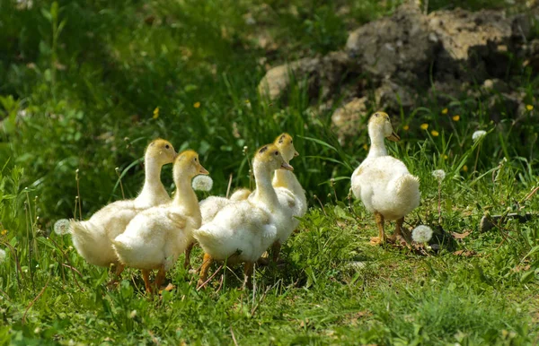 Small Domestic White Ducklings Graze Background Green Grass Yellow Dandelions — Stock Photo, Image