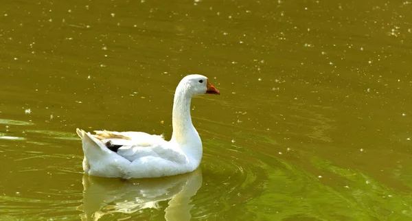 Weiße Wohlgenährte Hausgänse Mit Rotem Schnabel Schweben Anmutig Auf Dem — Stockfoto