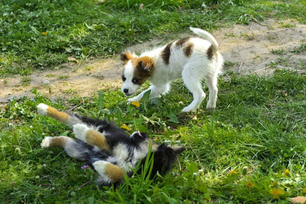 小狗狗在绿草的背景下互相咬和玩耍 美丽的白色 黑色的鼻子和棕色的耳朵 小组欢快的狗 — 图库照片