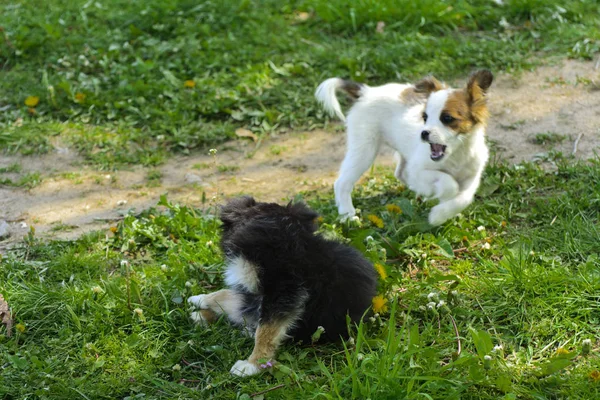 Little puppies bite and play with each other against the background of green grass. Beautiful white color, black nose and brown ears. Group of cheerful dogs.