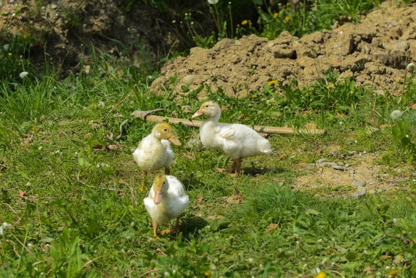 Small Domestic White Ducklings Graze Background Green Grass Yellow Dandelions — Stock Photo, Image