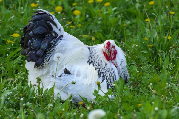 Большой Цыпленок Брахма Дуговой Красной Расческой Голове Черно Белым Цветом — стоковое фото