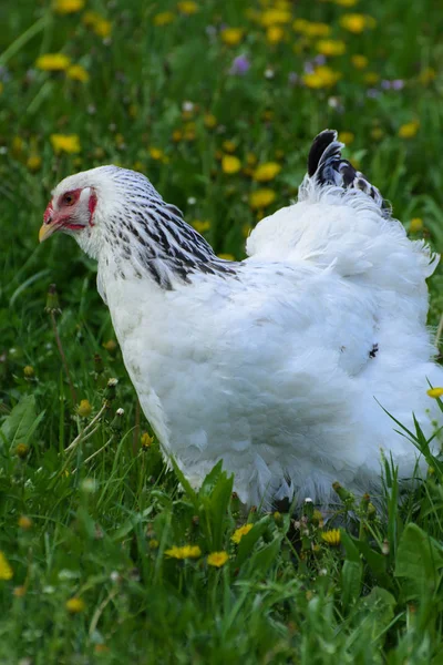 Pollo Brahma Muy Grande Con Peine Rojo Arco Cabeza Color —  Fotos de Stock