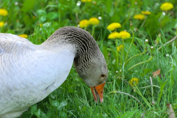 Eine Große Hausgemachte Graugans Weidet Auf Einem Hintergrund Aus Grünem — Stockfoto