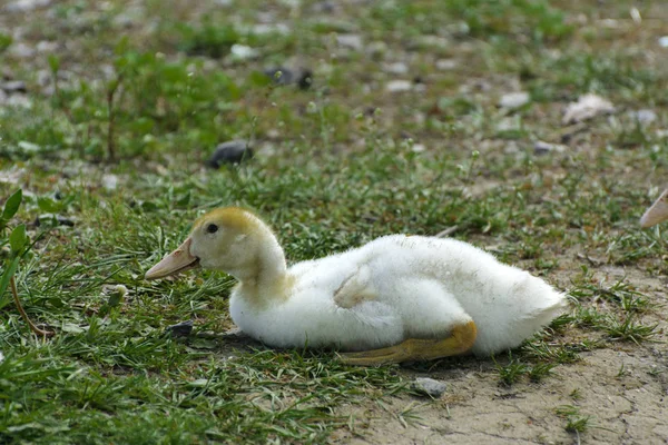 Kleine Weiße Hausentchen Grasen Auf Grünem Gras Mit Gelben Löwenzahn — Stockfoto