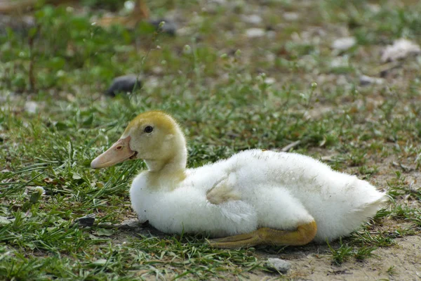 Small Domestic White Ducklings Graze Background Green Grass Yellow Dandelions — Stock Photo, Image