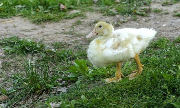 Les Petits Canetons Blancs Domestiques Paissent Sur Fond Herbe Verte — Photo