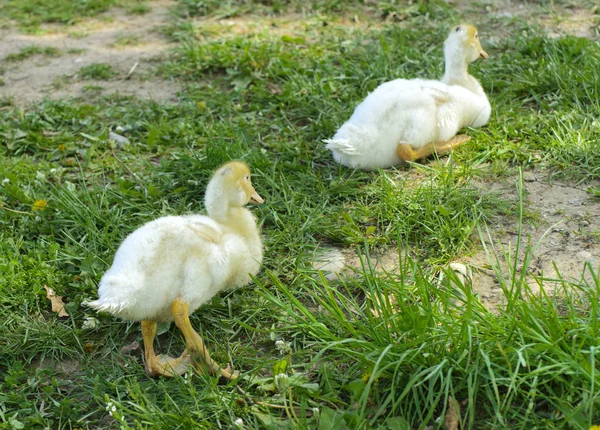 Small Domestic White Ducklings Graze Background Green Grass Yellow Dandelions — Stock Photo, Image